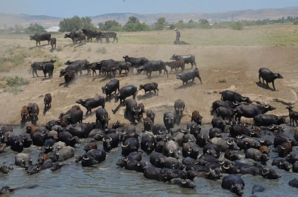 Balıkesir'den belgeselleri aratmayan görüntü - Resim: 3