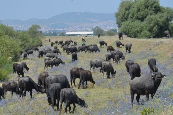 Balıkesir'den belgeselleri aratmayan görüntü - Resim: 4