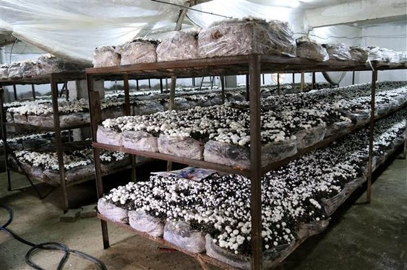 Gelin Kayınvalide bu işe girdiler - Resim: 2