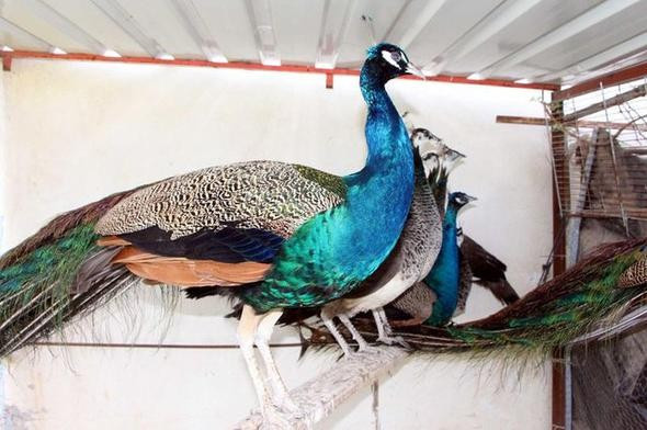 Fiyatı otomobille yarışıyor hobi olarak başlamışlardı ama... - Resim: 3