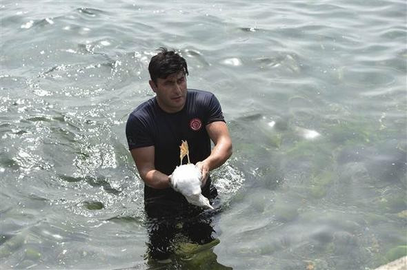 Yaralı martıyı itfaiyeci kurtardı - Resim: 4