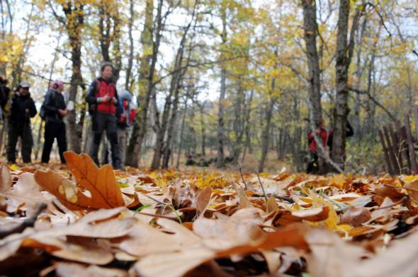 Kasnak Ormanı'nda sonbahar güzelliği - Resim: 1