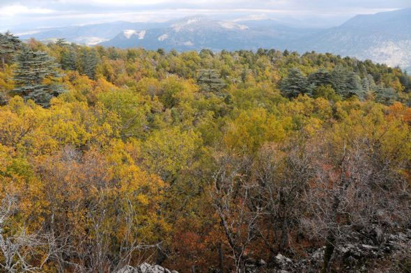 Kasnak Ormanı'nda sonbahar güzelliği - Resim: 4
