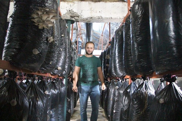 Eski ahırda 10 ton üretim! - Resim: 1