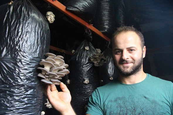 Eski ahırda 10 ton üretim! - Resim: 2