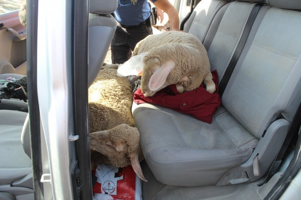 Polis arabanın kapısını açınca gözlerine inanamadı çaldıkları şeye bakın - Resim: 2