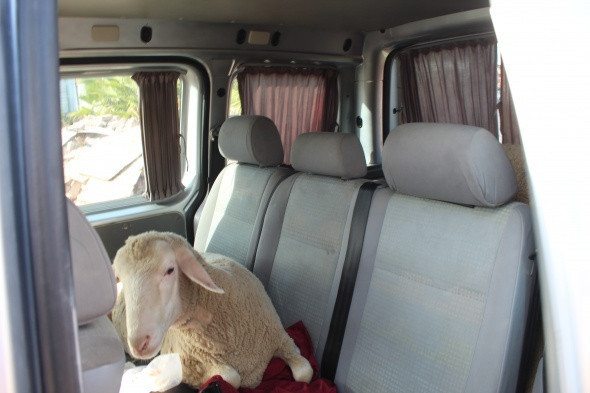 Polis arabanın kapısını açınca gözlerine inanamadı çaldıkları şeye bakın - Resim: 4