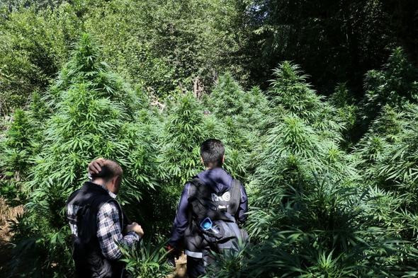 Polisi şaşkına çeviren görüntü! İnsan boyunu aşmış - Resim: 3