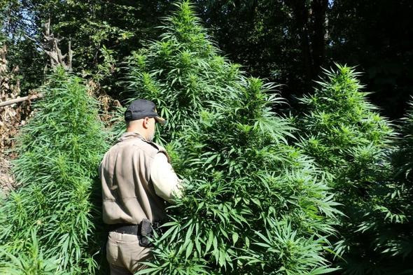 Polisi şaşkına çeviren görüntü! İnsan boyunu aşmış - Resim: 4