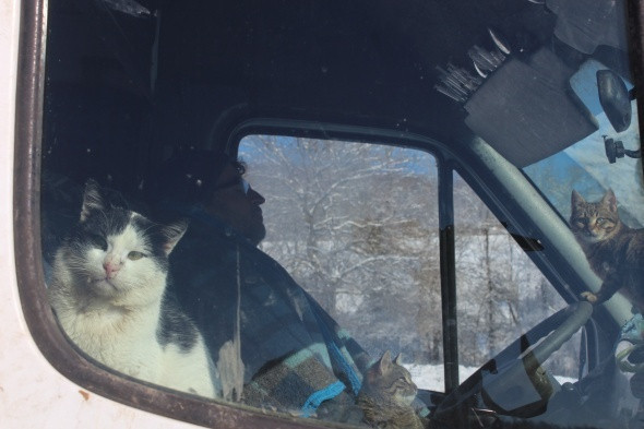 İstanbul'daki dairesini satıp dağ başına yerleşti parayı hayvanlara yediriyor - Resim: 2
