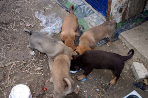 Köpeğin üzerine kızgın yağ döktüler - Resim: 3