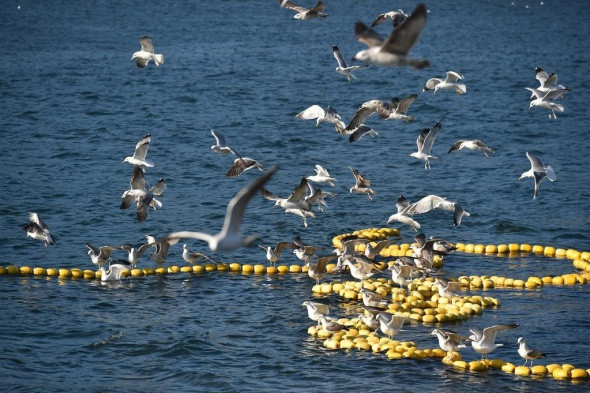Abdullah Gül balık avladı - Resim: 4