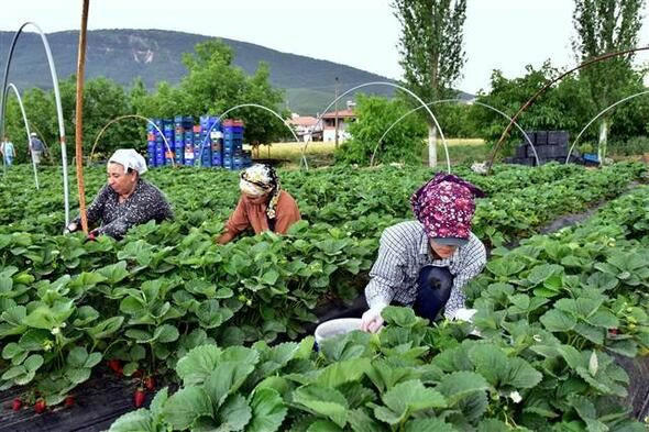 Muğla'da San Andreas' cinsi çileğin hasadına başlandı - Resim: 2