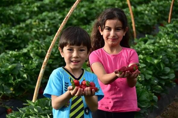 Muğla'da San Andreas' cinsi çileğin hasadına başlandı - Resim: 3