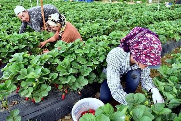 Muğla'da San Andreas' cinsi çileğin hasadına başlandı - Resim: 4