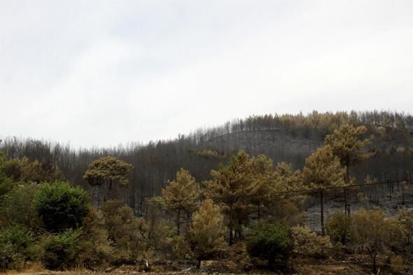Muğla'nın Dalaman ilçesinde çıkan orman yangını söndürüldü - Resim: 3