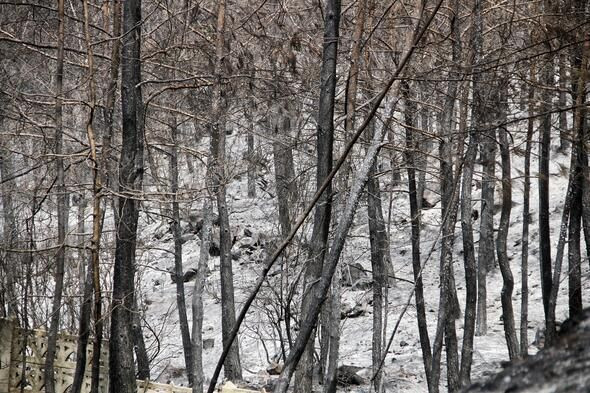 Muğla'nın Dalaman ilçesinde çıkan orman yangını söndürüldü - Resim: 4