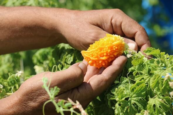 İlaç niyetine kullanılıyor! Hastalara ücretsiz dağıtıyor - Resim: 1