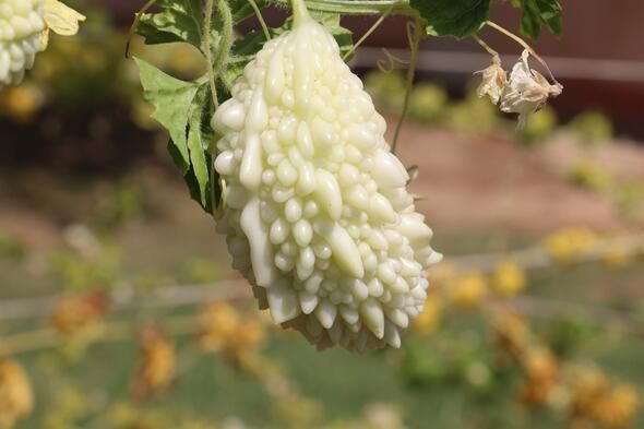 İlaç niyetine kullanılıyor! Hastalara ücretsiz dağıtıyor - Resim: 2