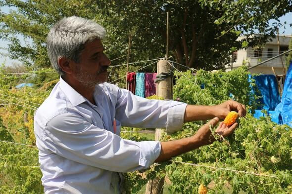 İlaç niyetine kullanılıyor! Hastalara ücretsiz dağıtıyor - Resim: 3