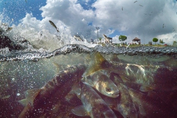 Dünyanın en büyüğü Van Gölü'nde bulunuyor! - Resim: 3