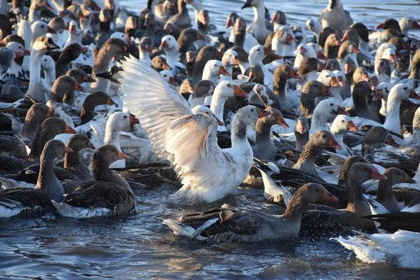 Eti daha lezzetli olsun diye  kar yediriliyor - Resim: 2