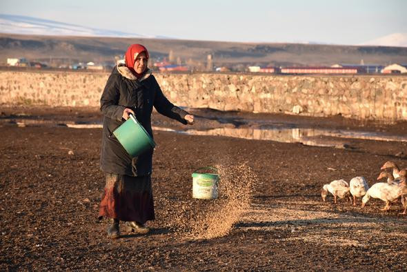 Eti daha lezzetli olsun diye  kar yediriliyor - Resim: 4
