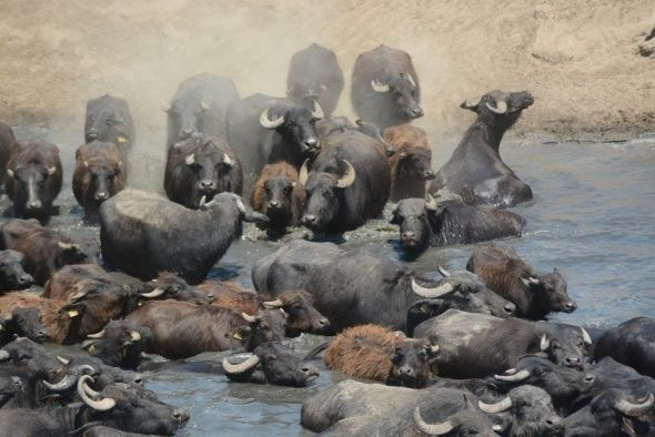 Balıkesir'den belgeselleri aratmayan görüntü - Resim: 1