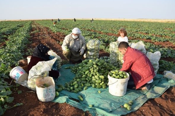 Şanlıurfa'nın şaşırtan üretimi! Dışı karpuz gibi içi salatalık tadında - Resim: 3