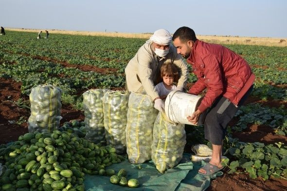 Şanlıurfa'nın şaşırtan üretimi! Dışı karpuz gibi içi salatalık tadında - Resim: 2