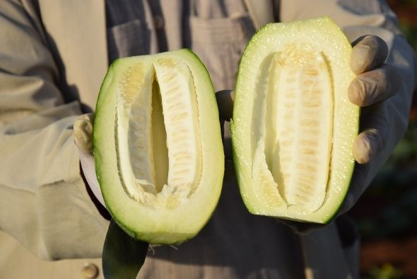 Şanlıurfa'nın şaşırtan üretimi! Dışı karpuz gibi içi salatalık tadında - Resim: 4