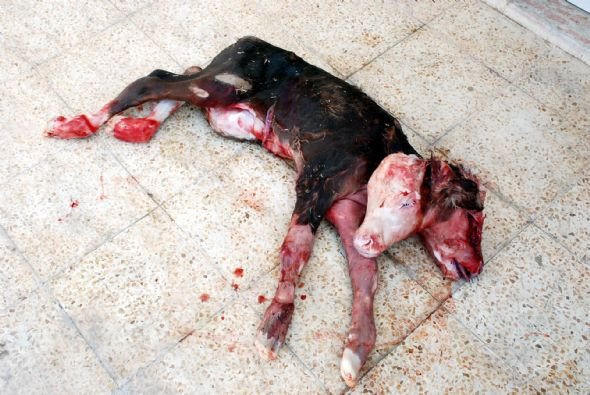 Çift başlı buzağı şok etti - Resim: 2