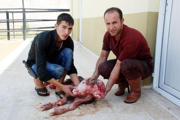 Çift başlı buzağı şok etti - Resim: 3