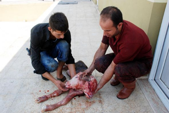 Çift başlı buzağı şok etti - Resim: 4