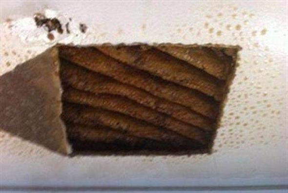 Tavandan garip sesler geliyordu bir de içinden çıkana bakın - Resim: 2