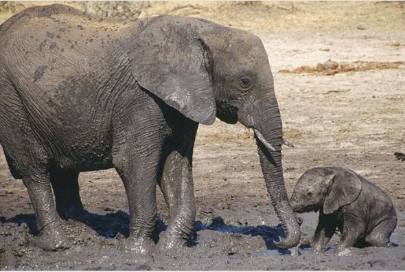 Hayvanların 'O' anları - Resim: 4