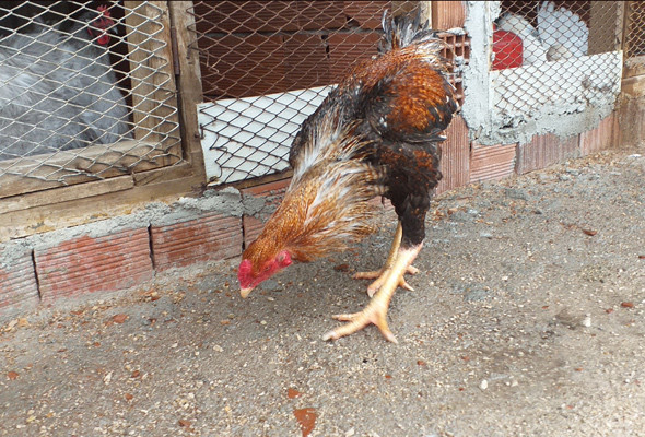 Bu tavuk başka tavuk Bursa’da üretildi boyu 1 metreyi aştı - Resim: 1