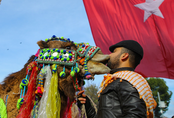 İzmir'de Miss deve seçildi kazanan Baybars oldu - Resim: 2