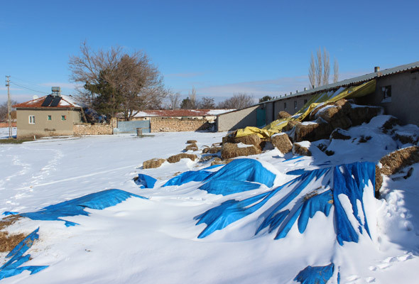 Tosuncuk gitti eseri kaldı Eskişehir’de tosuncuk vakası - Resim: 2