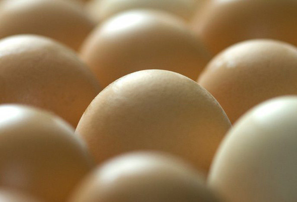 Tavuklar artık ilaç yumurtlayacak! İnsan geni yumurtaya ekledi - Resim: 1