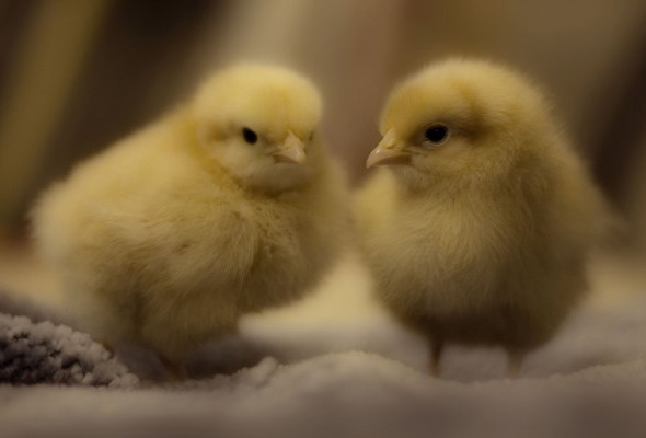 Tavuklar artık ilaç yumurtlayacak! İnsan geni yumurtaya ekledi - Resim: 3