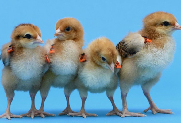 Tavuklar artık ilaç yumurtlayacak! İnsan geni yumurtaya ekledi - Resim: 4