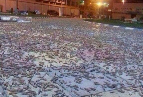 Mekke’de şok eden görüntü Mescid-i Haram'ı çekirge ve böcekler bastı - Resim: 4