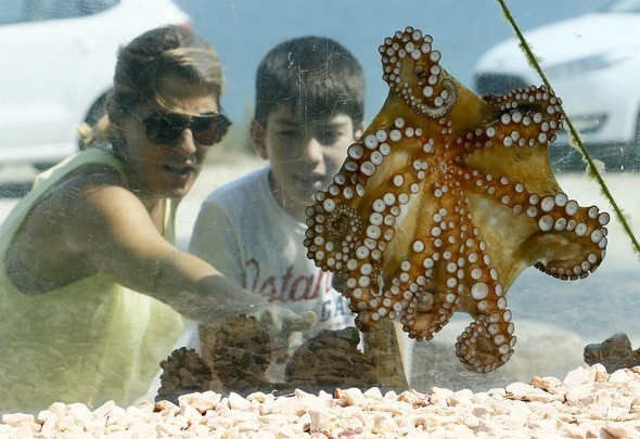 Evinin çevresine akvaryum yaptı - Resim: 4