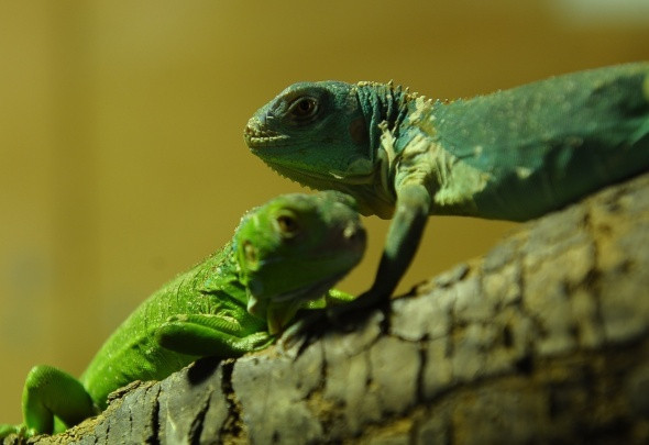 Gören şaştı kaldı iguananın aynı anda 47 tane yavrusu oldu - Resim: 3