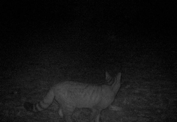 Eskişehir'de ilk kez vaşak görüldü - Resim: 2