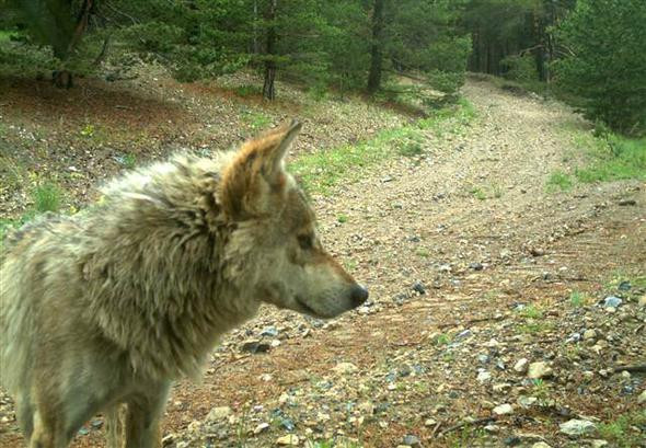 Türkiye'de görüntülendiler: Yaban hayattan muhteşem kareler! - Resim: 1