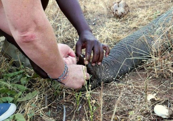 Vurulan fil insanlardan yardım istedi - Resim: 4