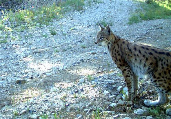 Türkiye'de görüntülendiler: Yaban hayattan muhteşem kareler! - Resim: 2