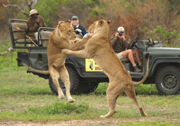 Doğanın en vahşileri böyle kapıştı! - Resim: 1